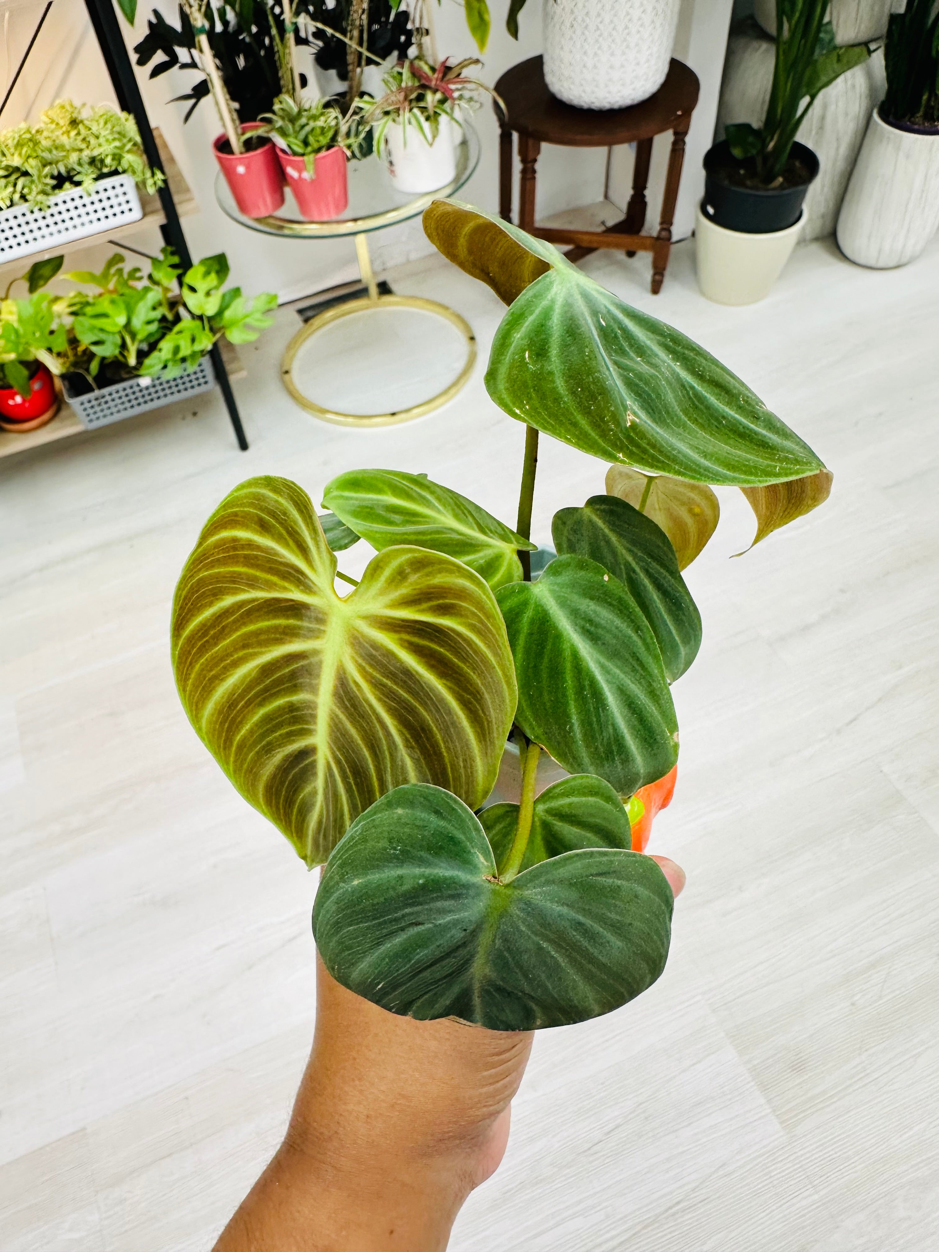 Philodendron EI Choco Red