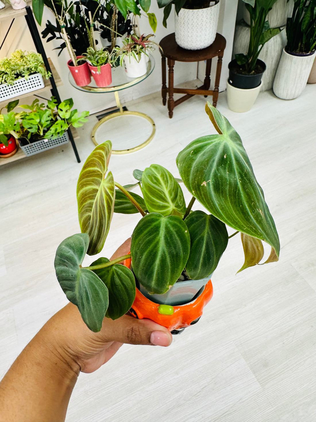 Philodendron EI Choco Red
