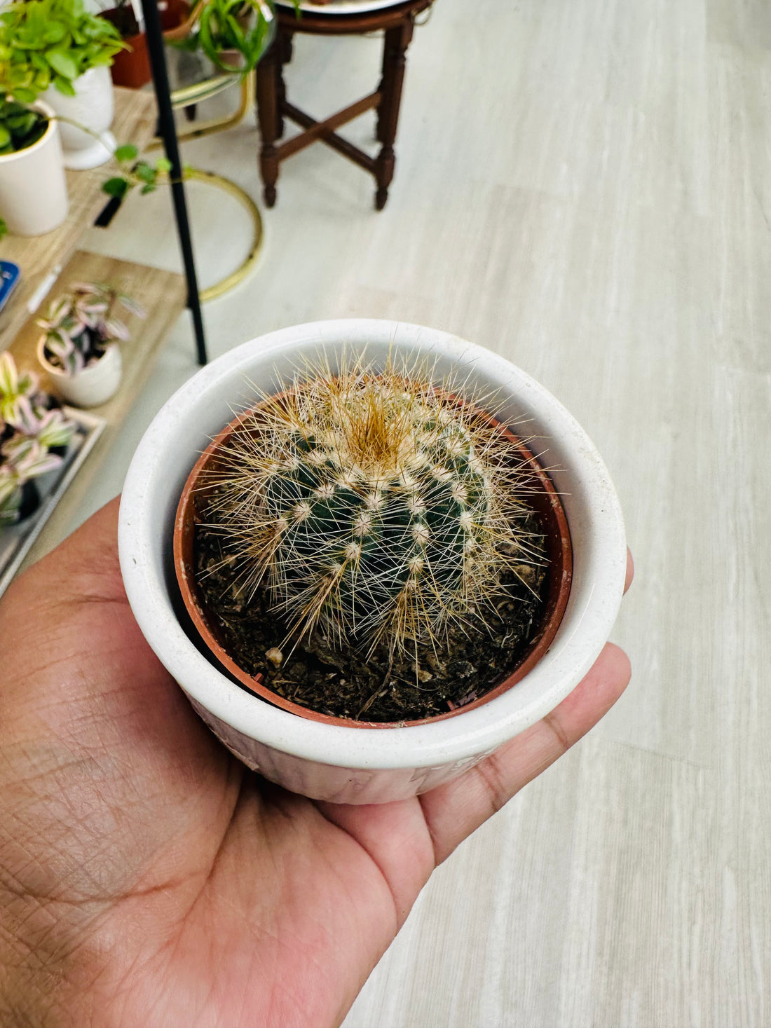 Cactus in White Planter