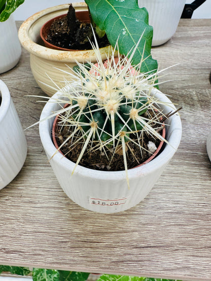 Cactus in White Planter